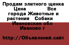 Продам элитного щенка › Цена ­ 30 000 - Все города Животные и растения » Собаки   . Ивановская обл.,Иваново г.